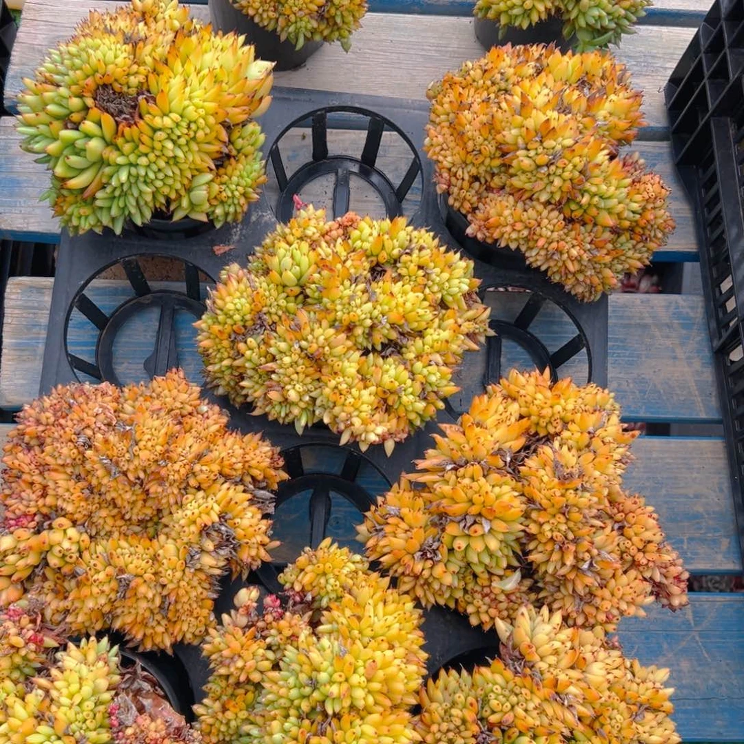 艾克魂缀，满18包邮