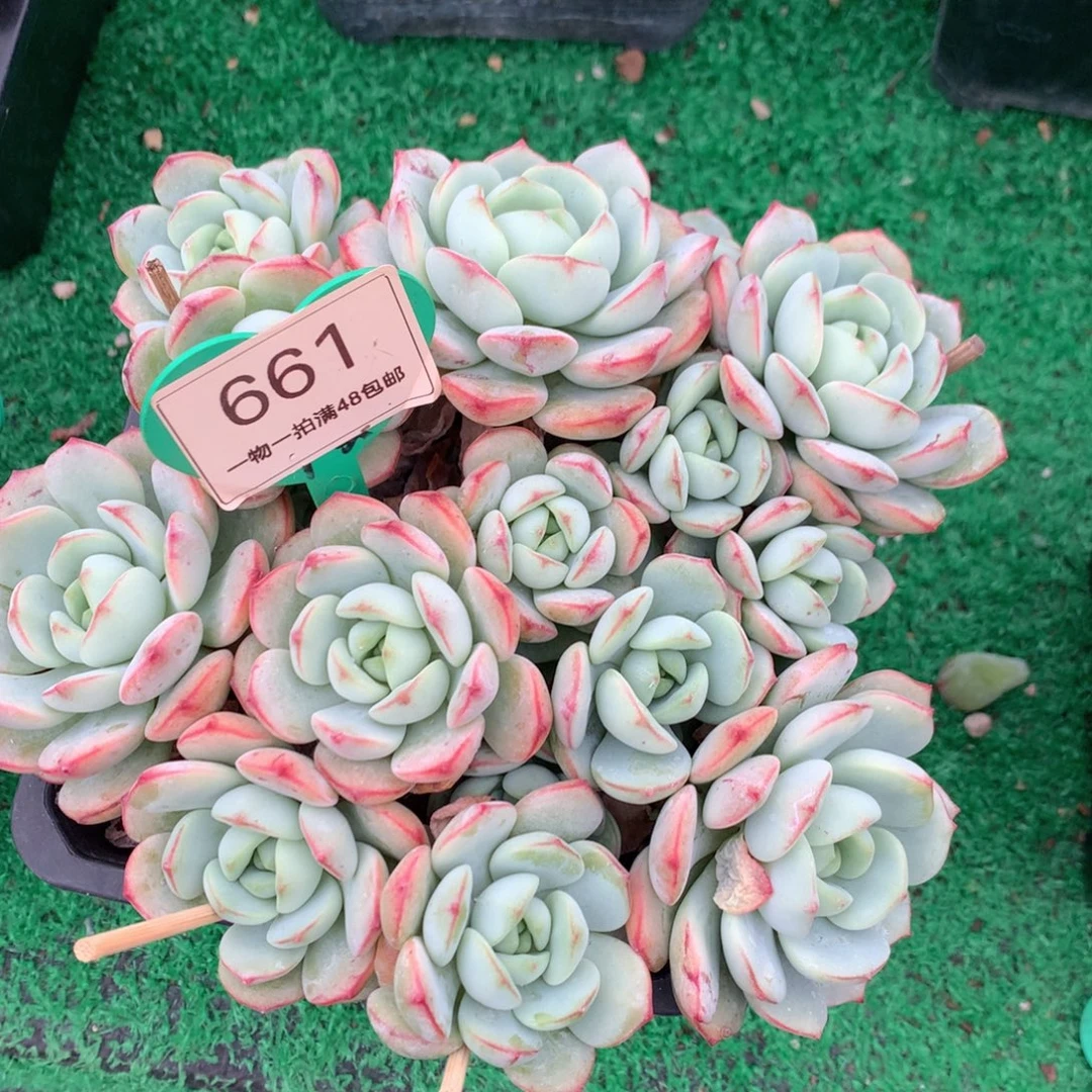 香草老桩一物一拍661