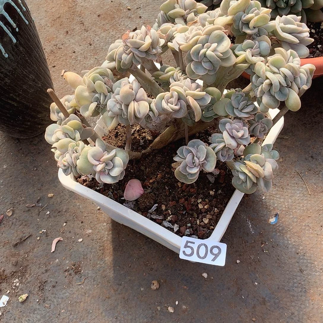 509 一物一拍多肉