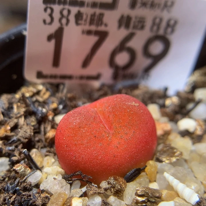 Sss精品生石花1769水蜜桃