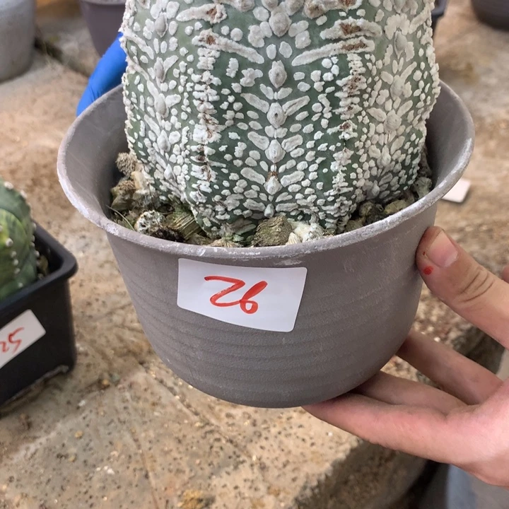 26号v兜。。。。。。。。。。。