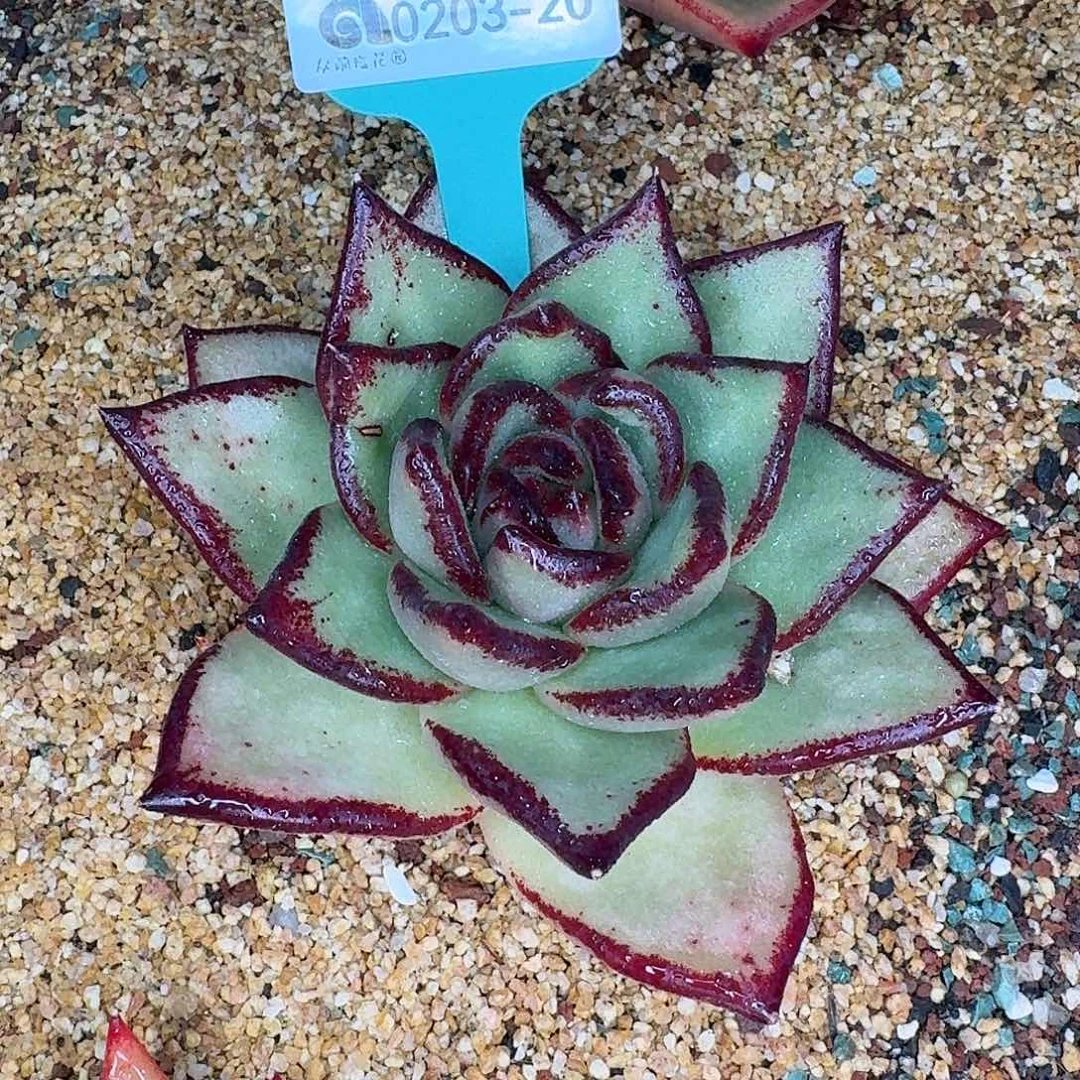 从前慢花园东云多肉0203-20