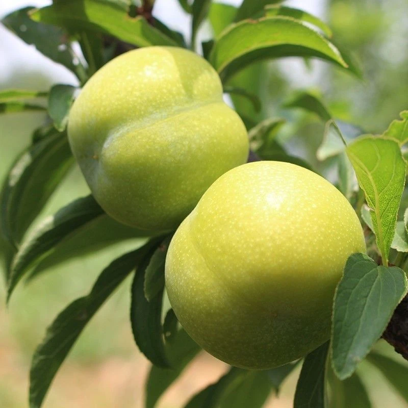 正宗贵州脱骨青脆李当季新鲜水果酸甜多汁孕妇可食