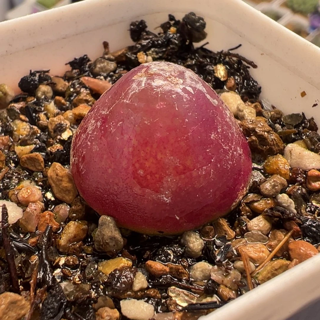 012多肉植物种类多样