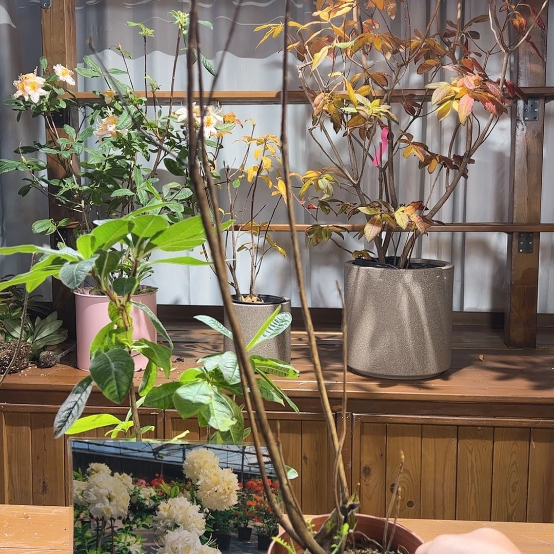 当前无花栽培后可以开花魔力橙