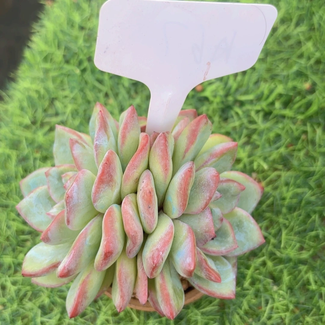 雯***静泡芙精品多肉一物一拍