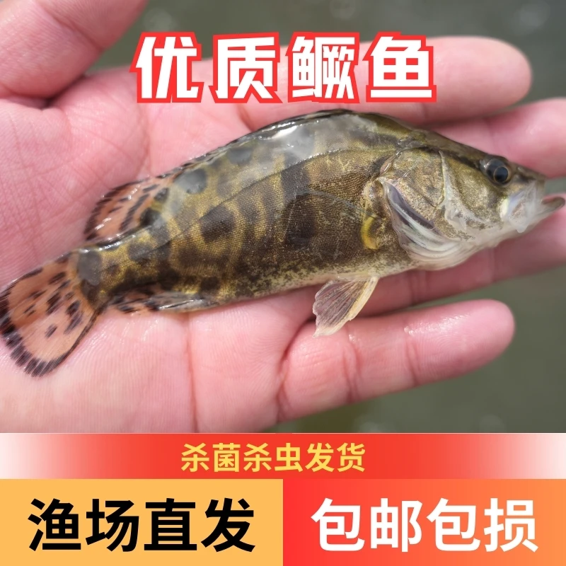 【活体】优质桂花鳜鱼桂花鱼白鳜鱼观赏鱼淡水冷水鱼渔场直发