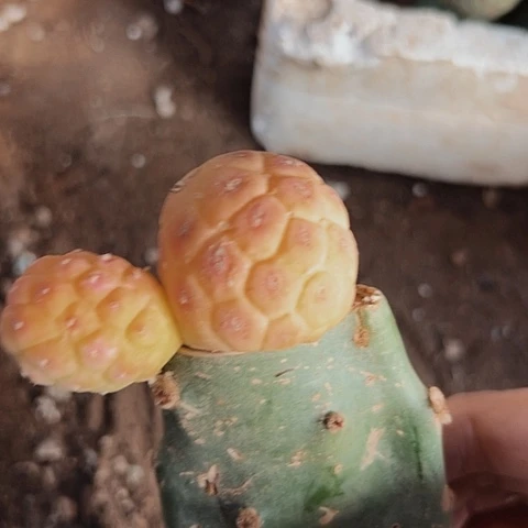 678习志野锦处理处理