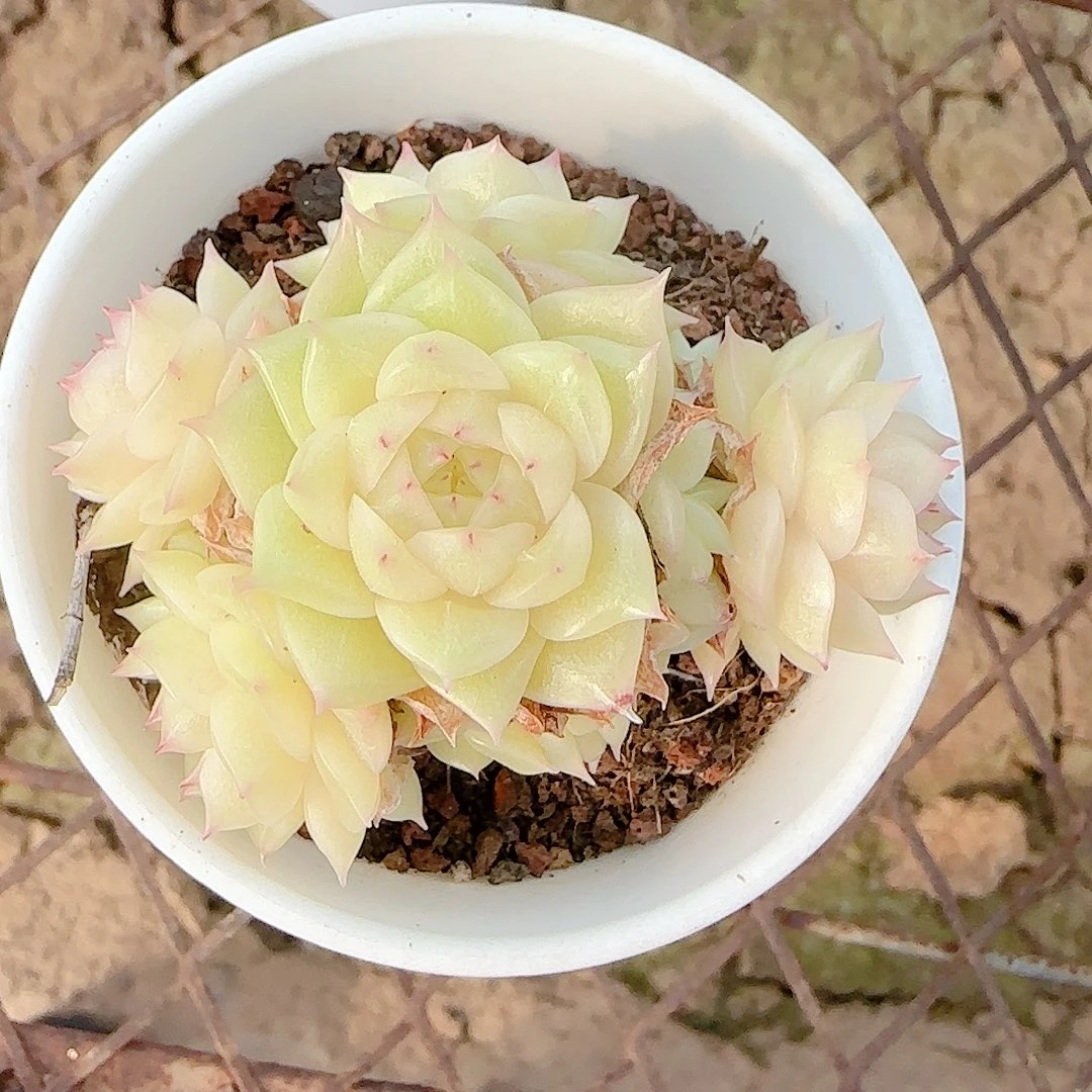 1129-53（ht-10）优选