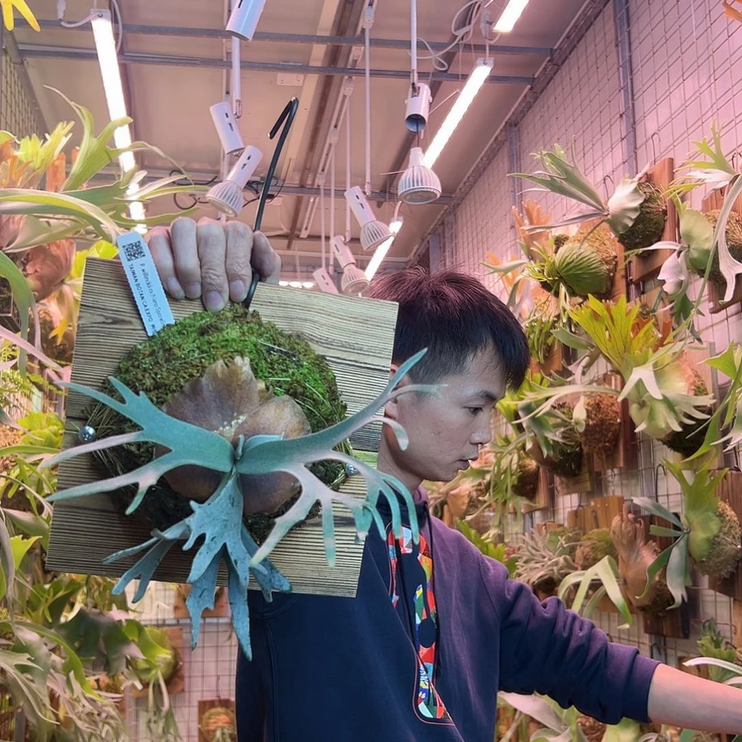 无花朵一nano。 a36