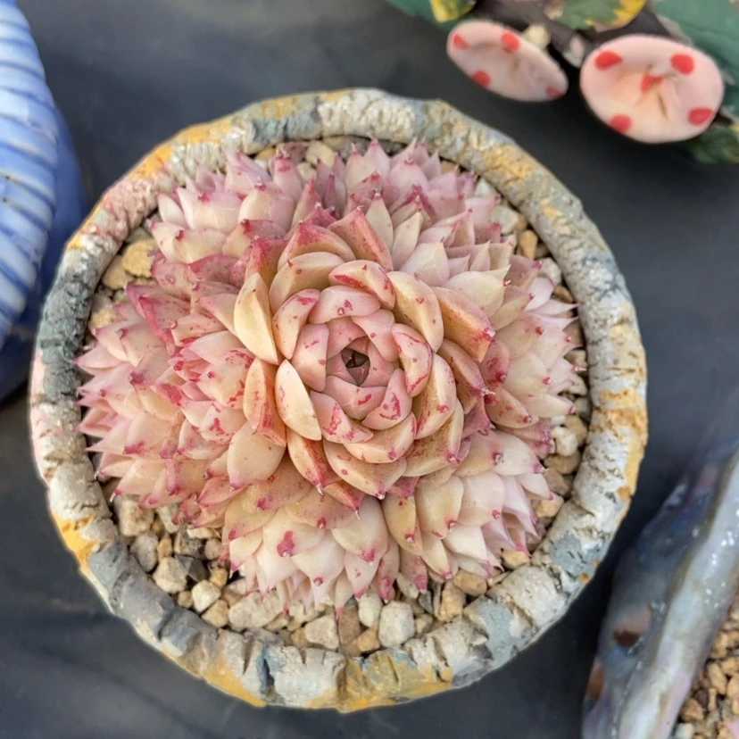 【闪购商品】海螺群