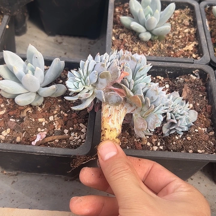 白茶群生缀化多肉