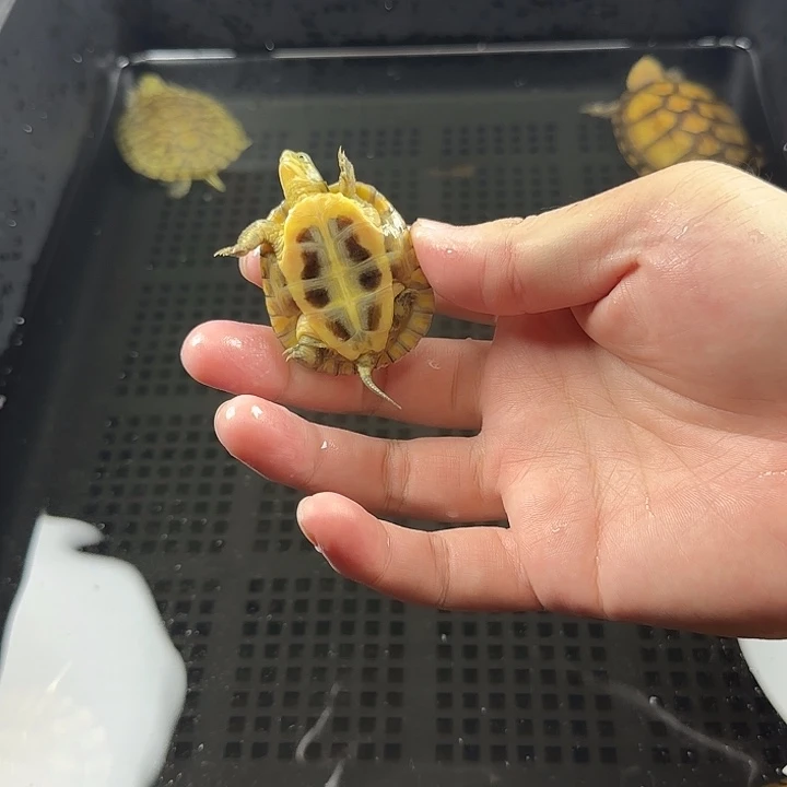 宠物龟不分公母小青4.4cm