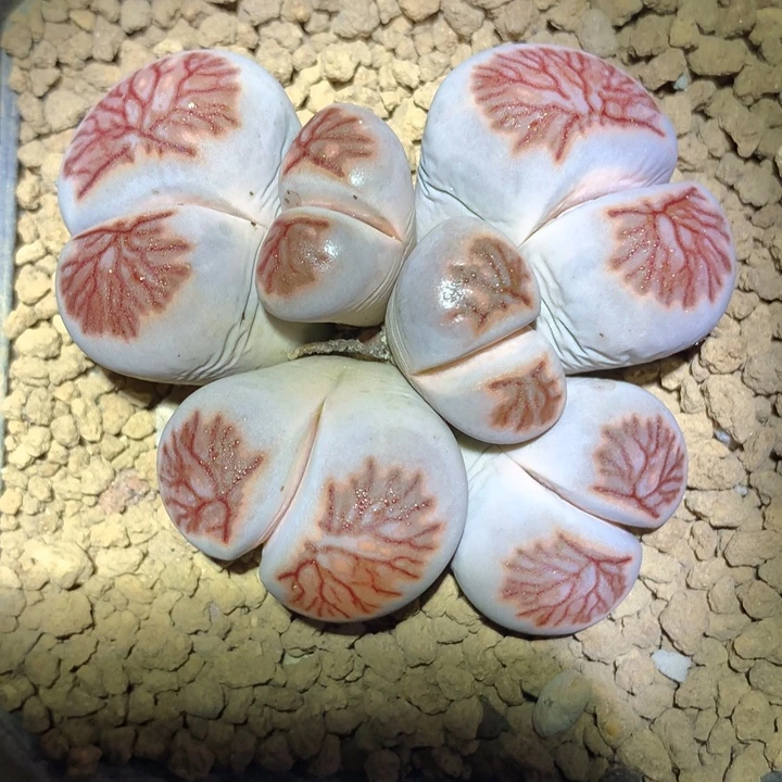 精品多肉植物精品多肉