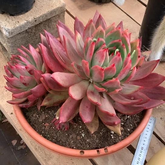 以*美肉特价活动开始啦