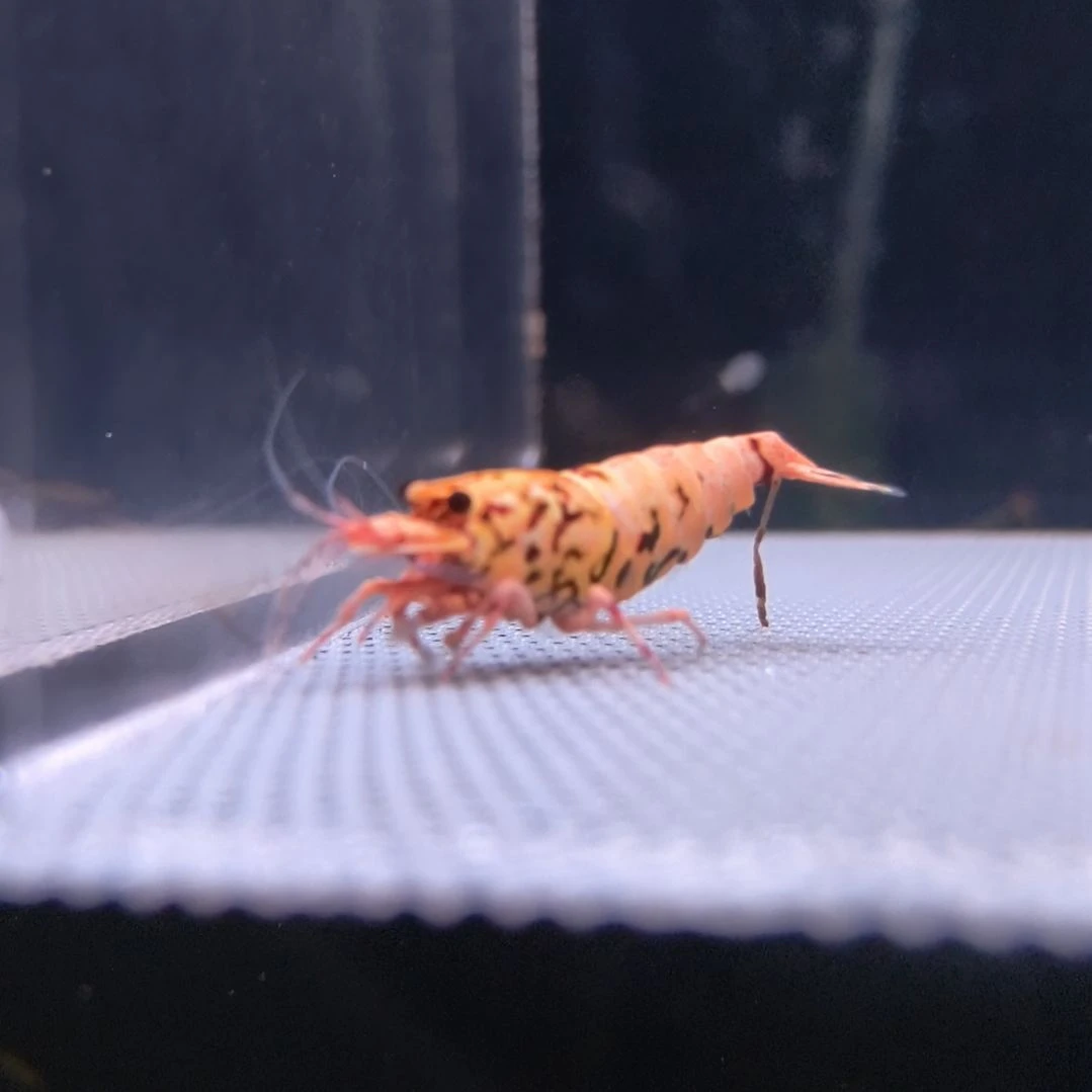水晶虾超一线公1只