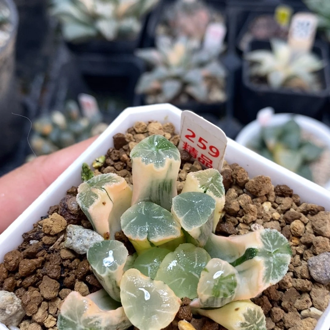 不开花植物259万象