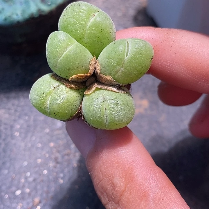 1012毛翠滴一群。