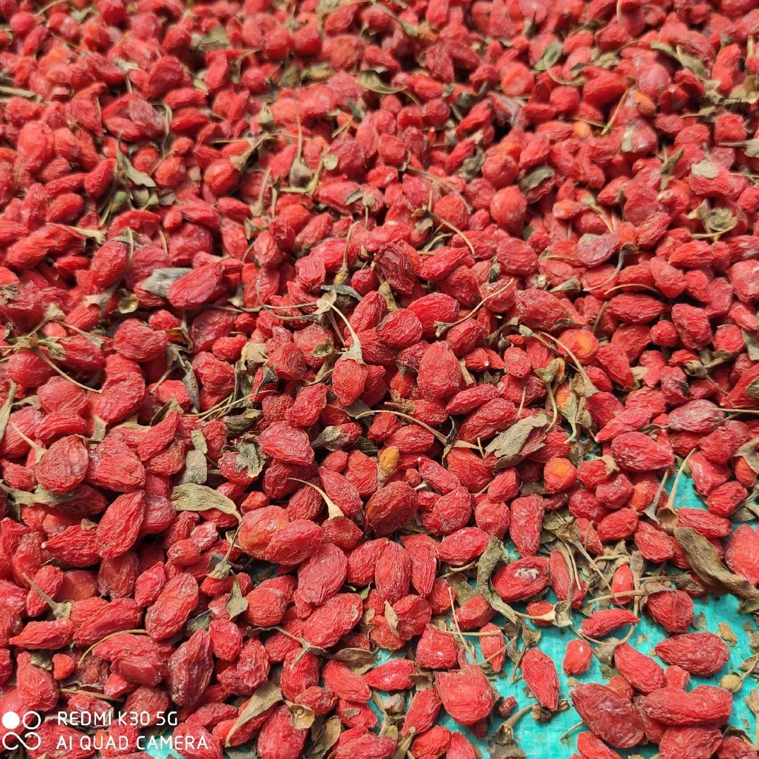 新疆精河特产优质枸杞