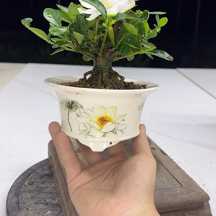 当前无花朵，栽培后可花朵1111111