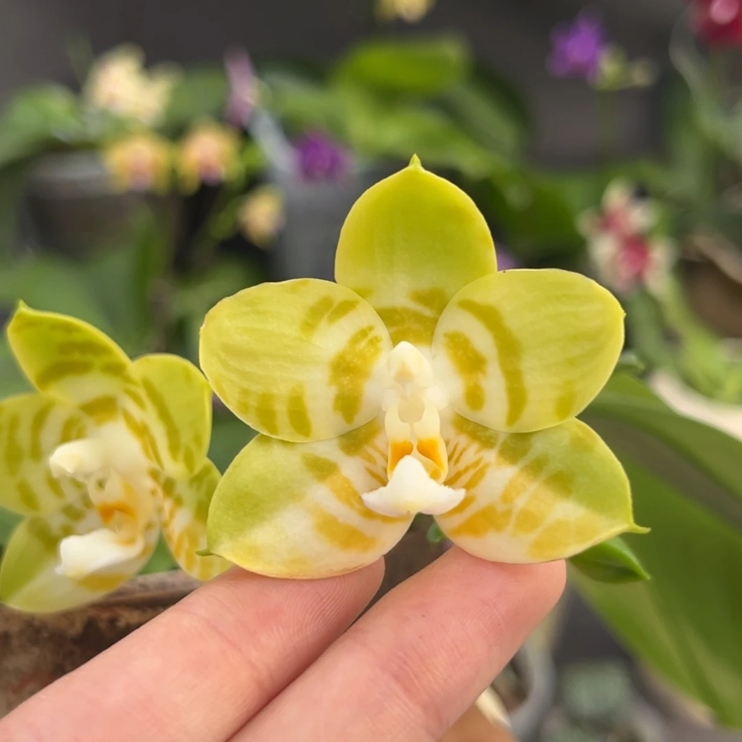 完全开放陶瓷杯弥陀反射王开花株