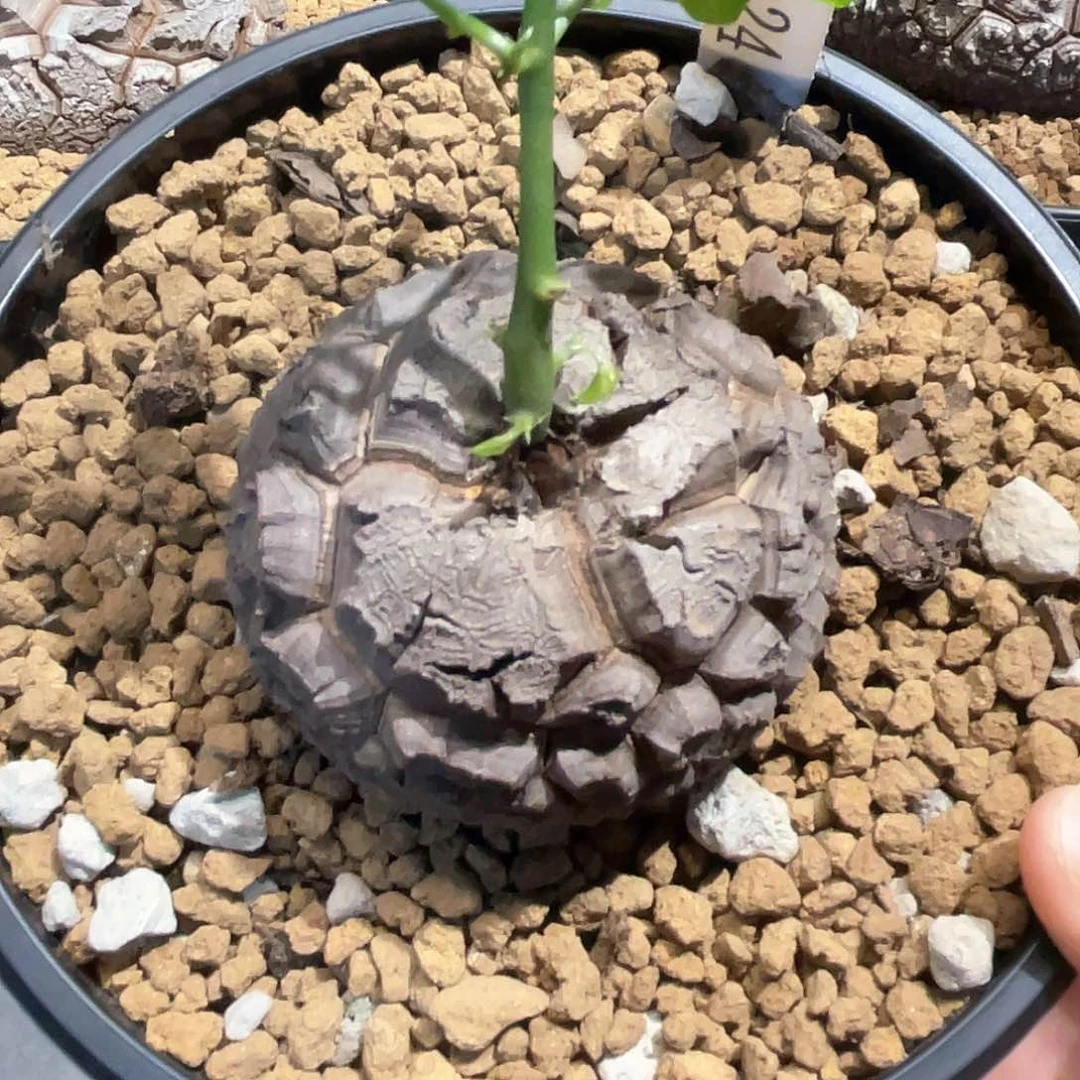 24号龟甲龙6.5公分