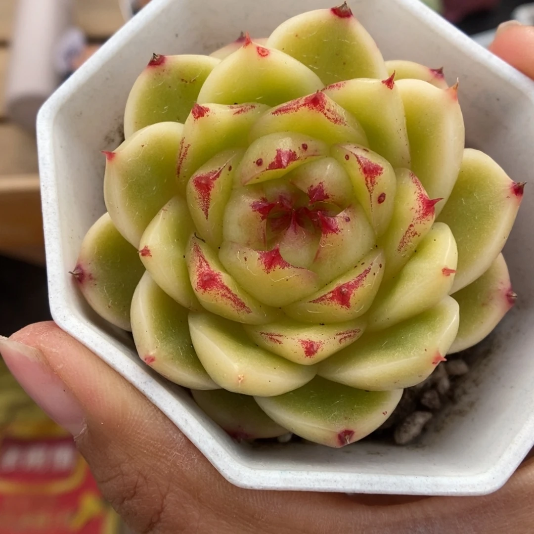 晶晶珍妮766号。