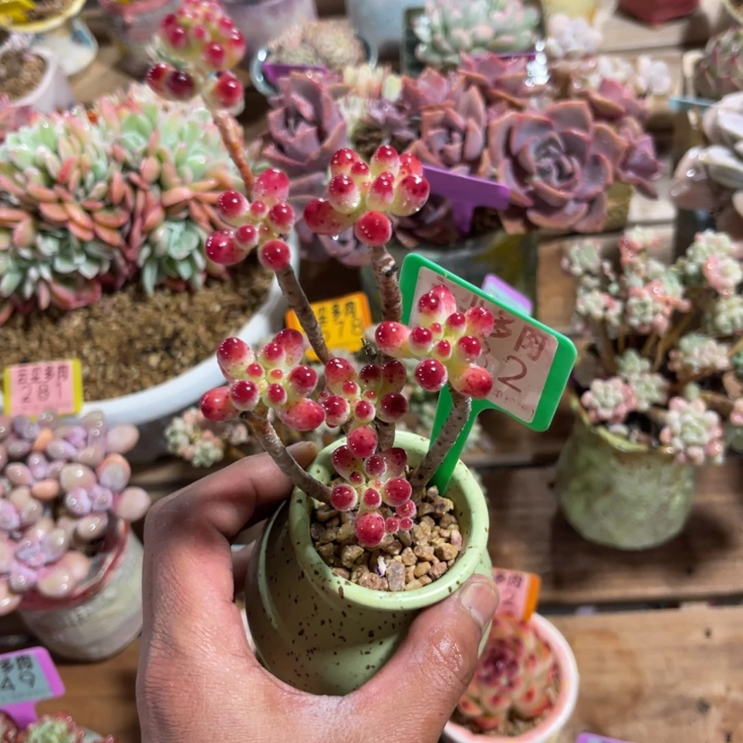 云尘多肉一物一拍不含盆882