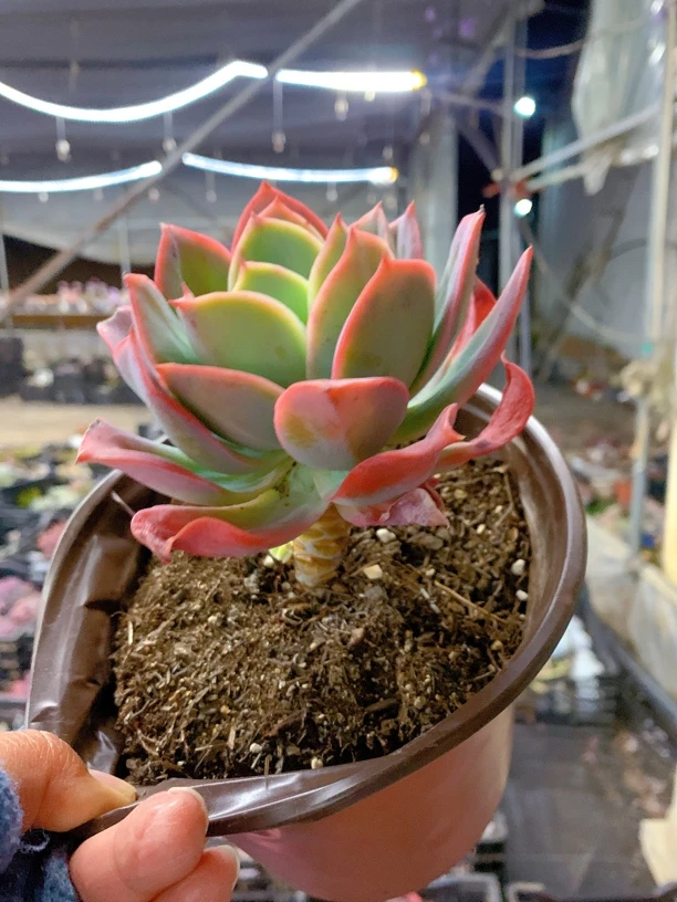 绮罗大单头两盆多肉