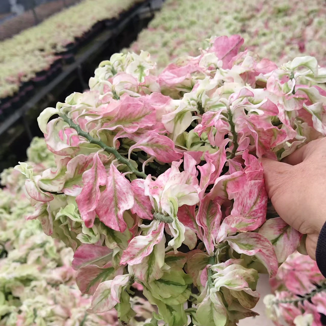 花卷叶红雀珊瑚锦好养垂吊耐热旱室内外观彩叶盆栽植物北欧风粉色