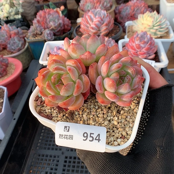 954全明星多肉植物6666
