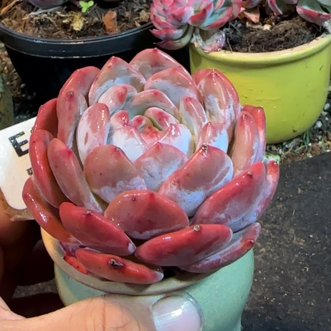 橙梦露856一物一拍包装收缩花旱