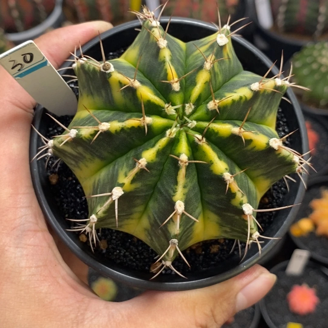 泰系全品米哈—带盆土发货36