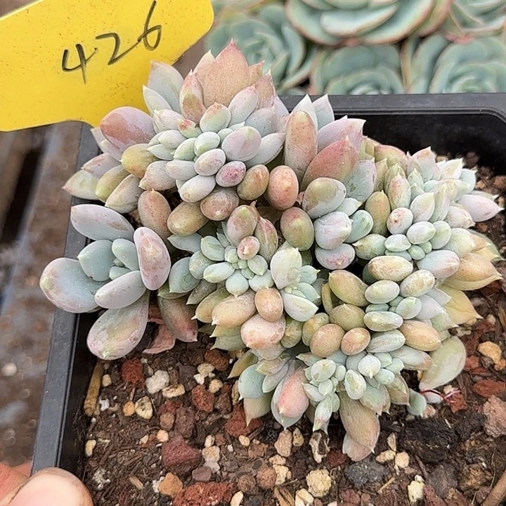 美人缀惊鸿一物一拍包装收缩花旱