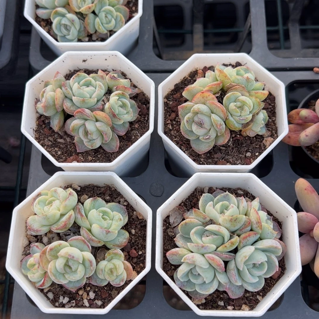 胖虎群5头一颗量拍多肉满18元包邮明天发货