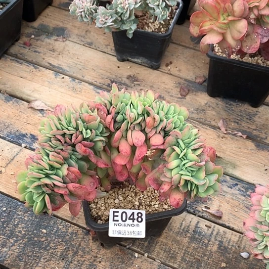 红颜容缀化048 全场默认微瑕7-8天发货