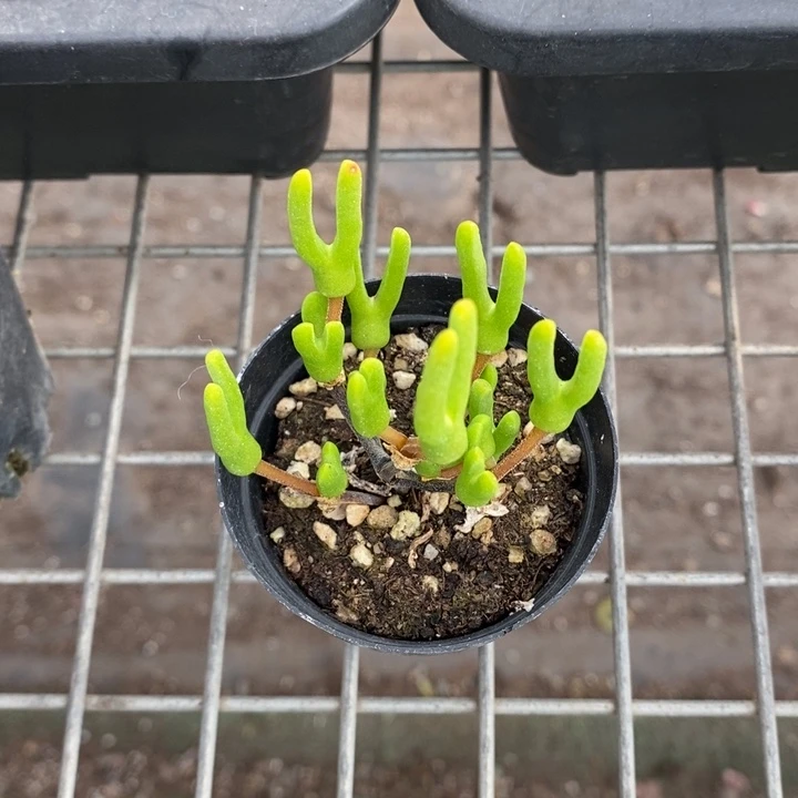 伯克利和格蕾纳等著名音乐家