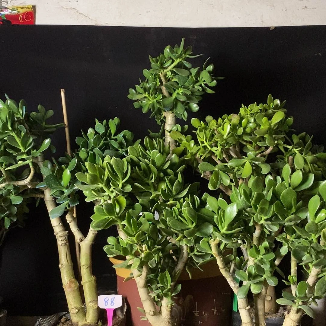 似***?老青叶玉树一物一拍