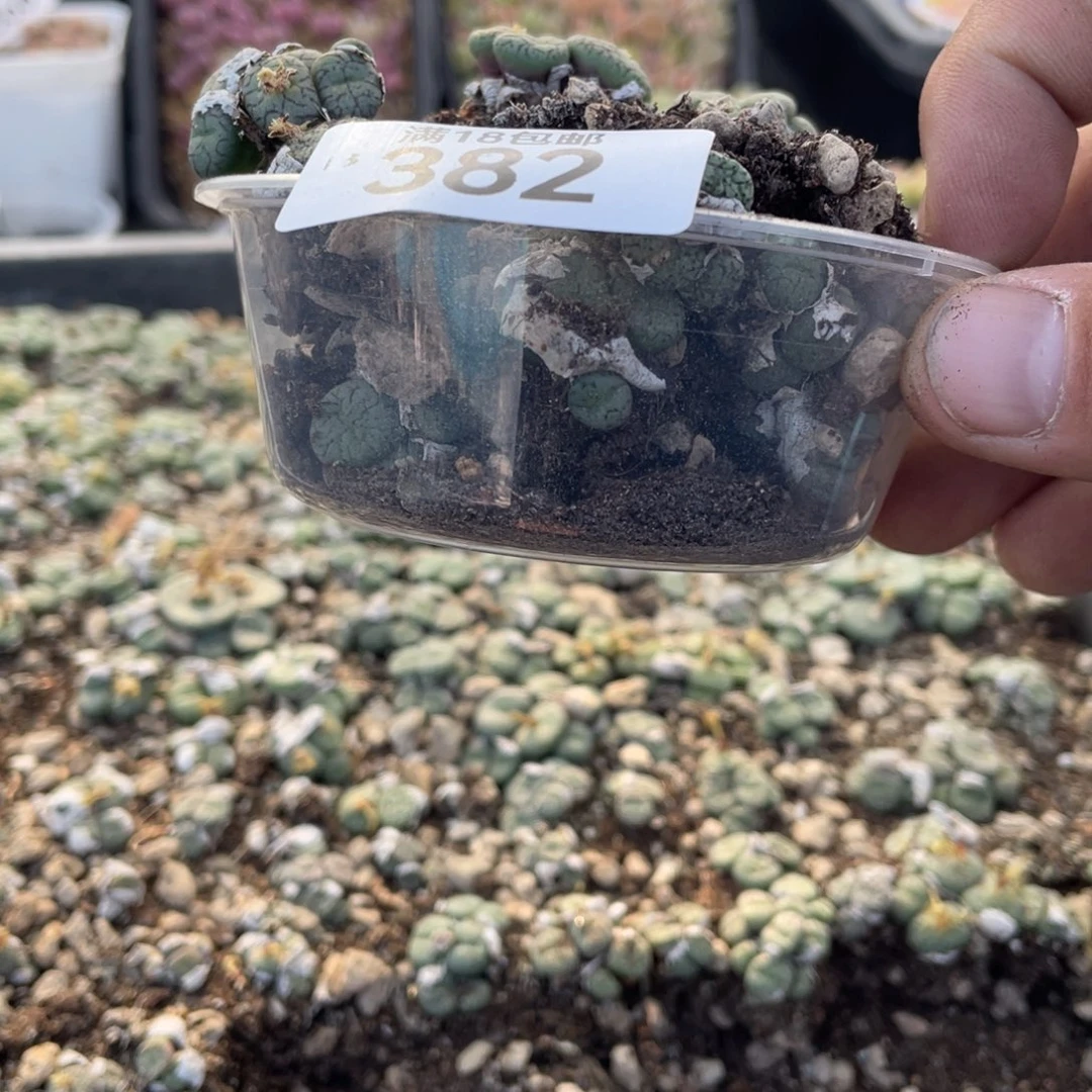 无铅玻璃এ***娘00000000000382