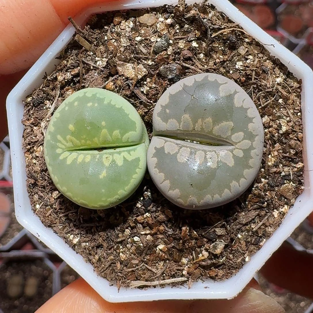 生石花233:：：。   18
