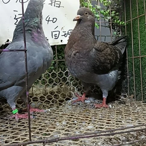 元宝青年鸽子一对