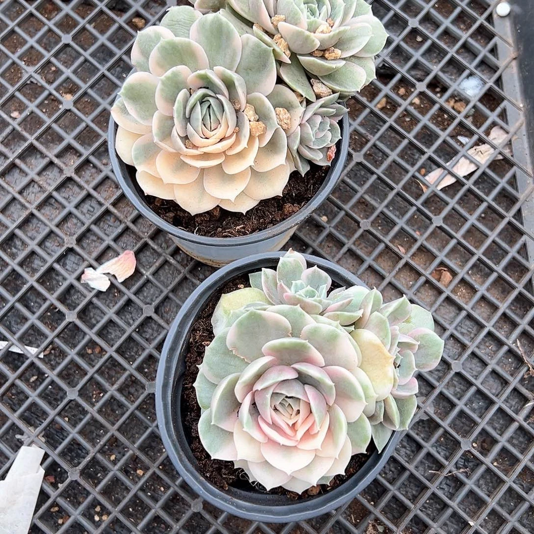 z*多肉植物一物一拍