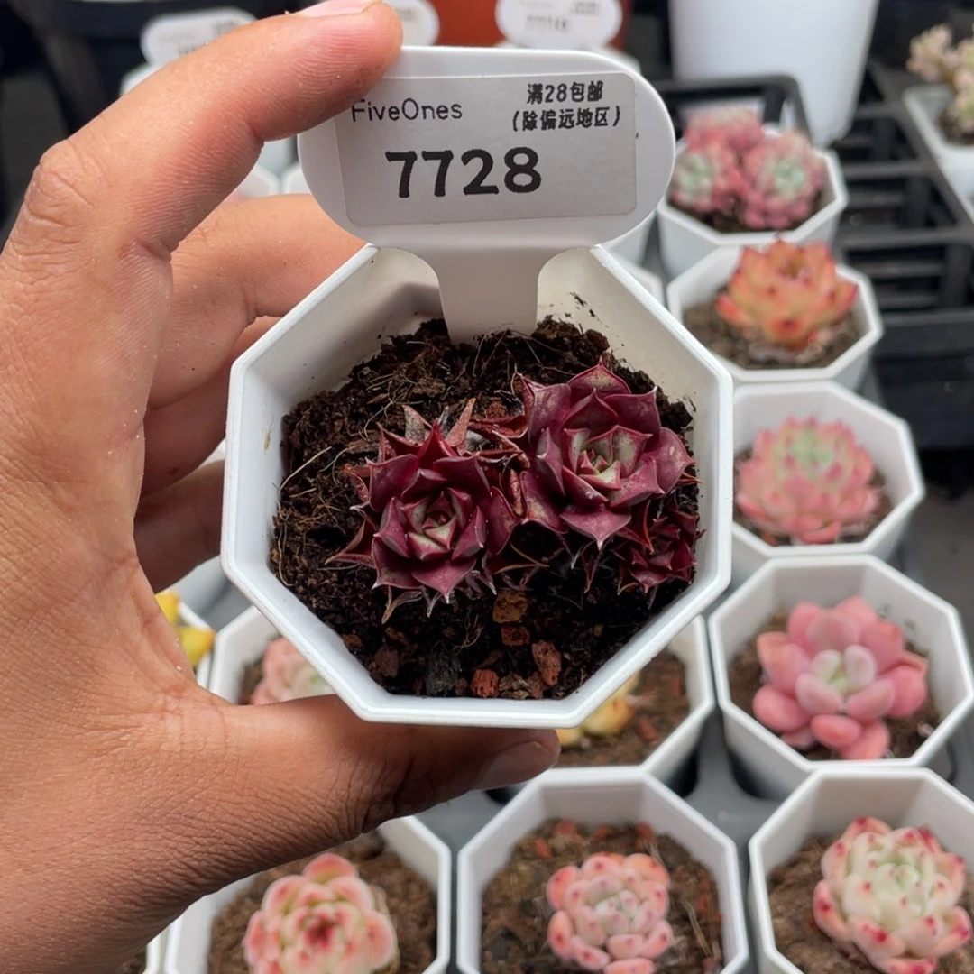 7728罗西玛4.0厘米