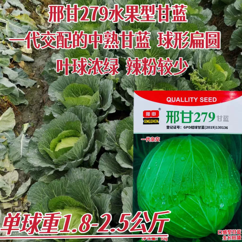 甘蓝种子杂交甘蓝种子中熟薄皮甘蓝种籽耐热耐寒蔬菜扁圆包菜种籽