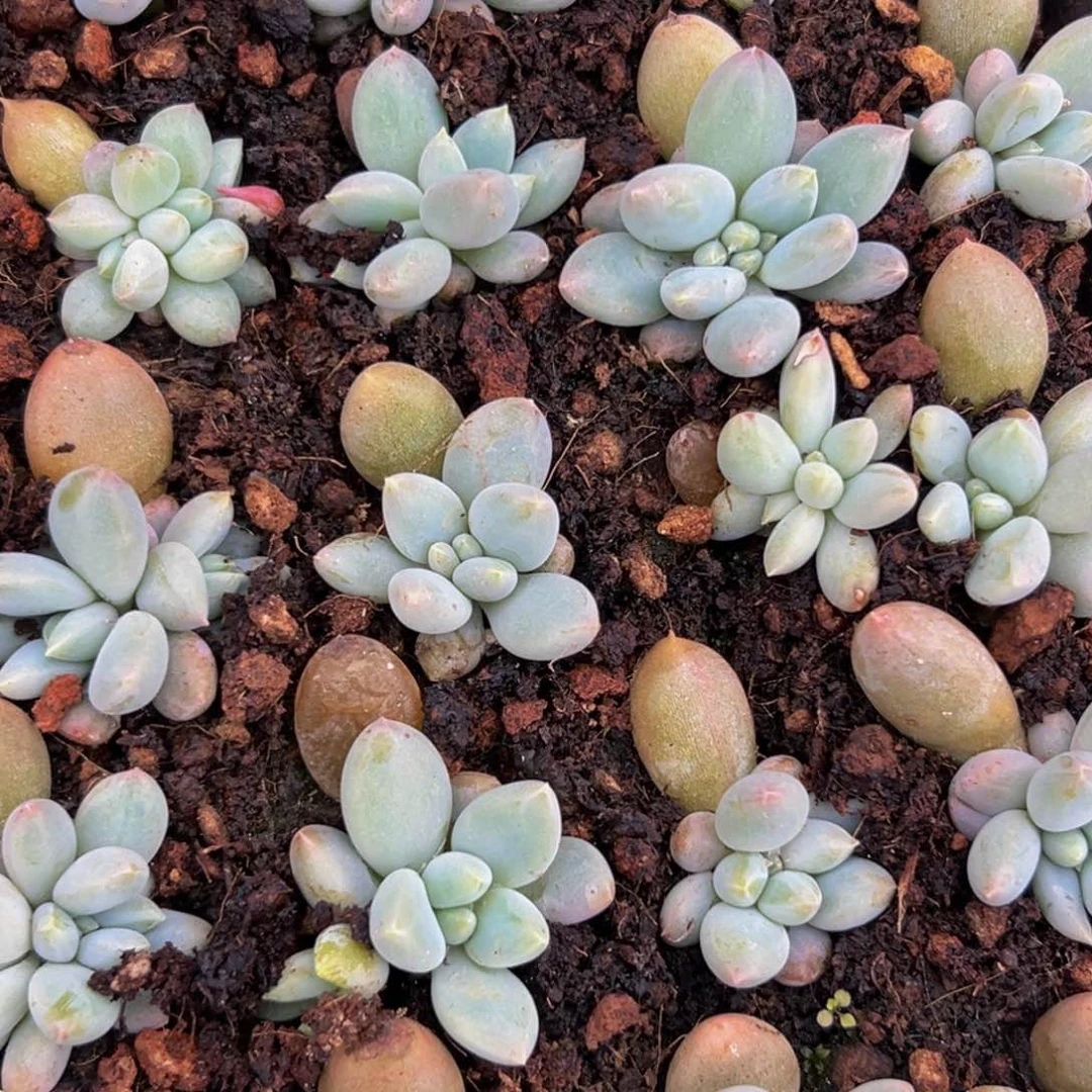 10棵美人系列多肉植物