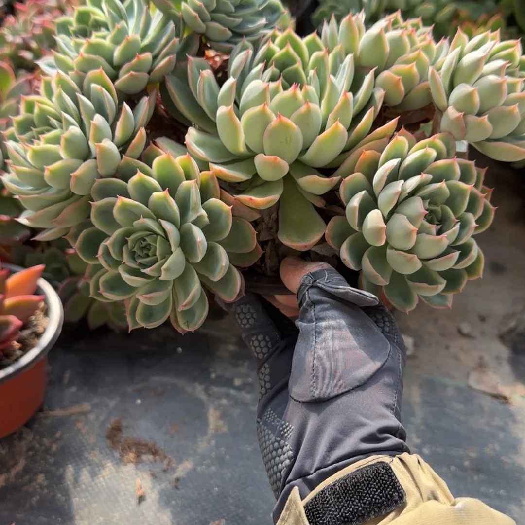 火***山无花朵绿色八头大群生