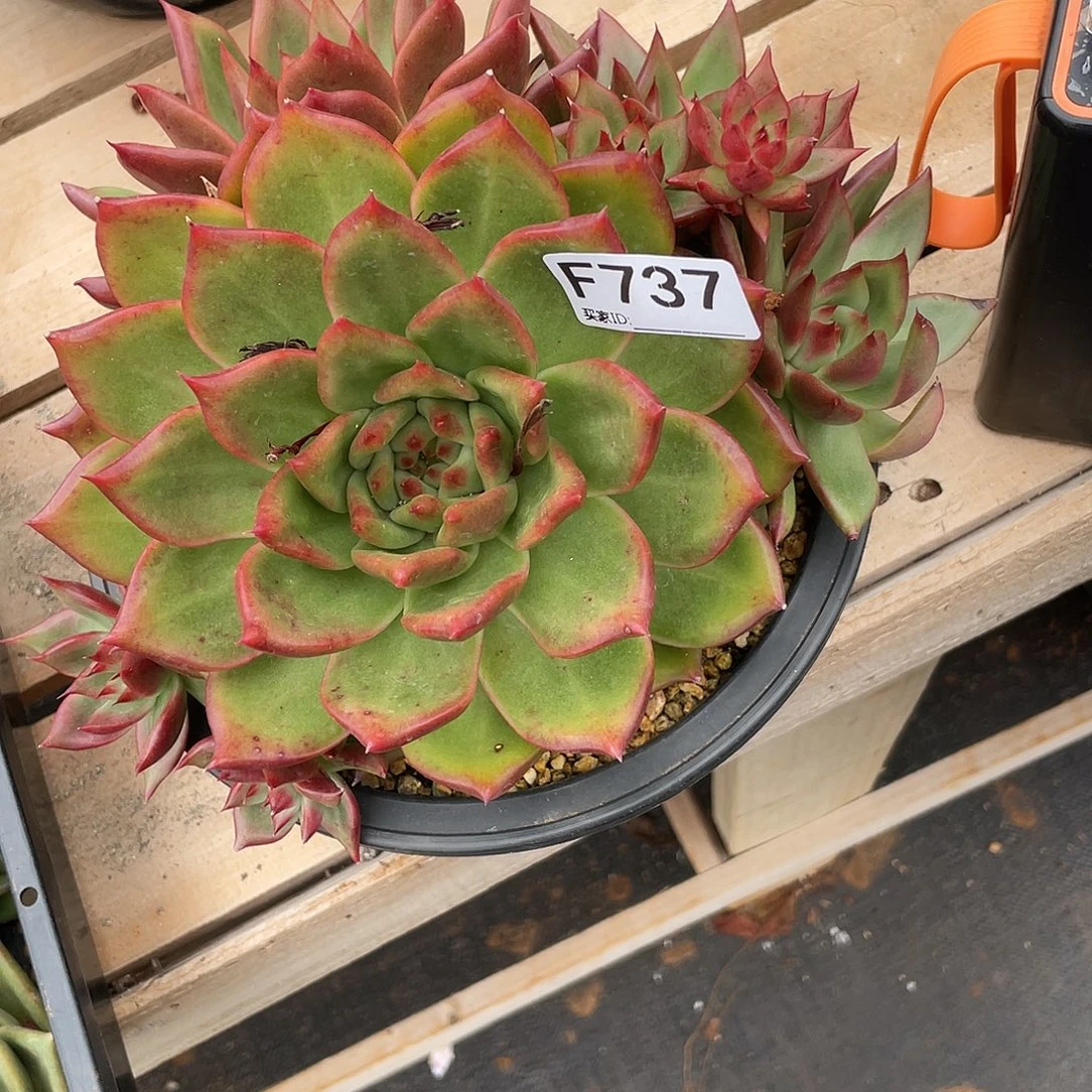 若如东云单拍F737