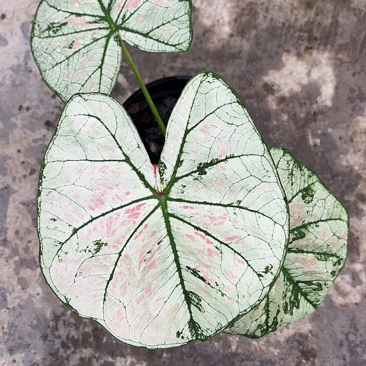 5-1112彩叶芋广东现货