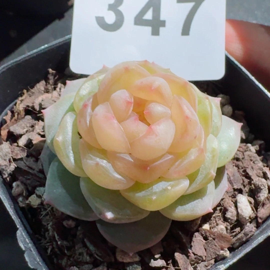 黄桃         精品多肉