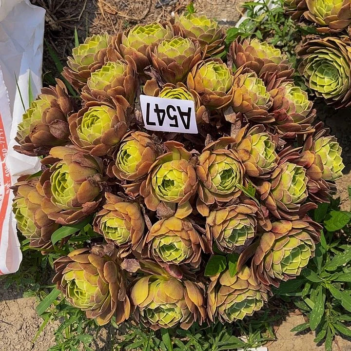 莲花法师13-外包邮